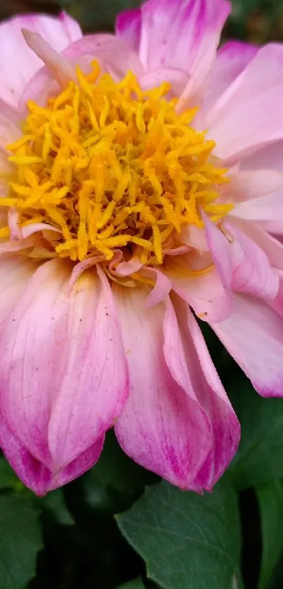 Close-up of a vibrant pink flower with yellow center and green foliage.