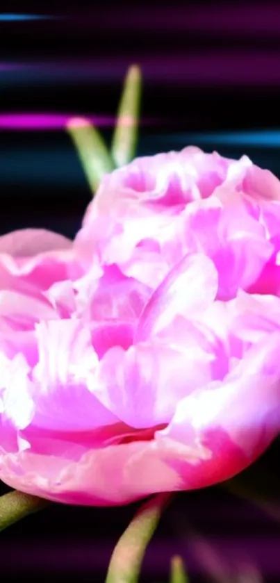 Vibrant pink flower with colorful, blurred background.