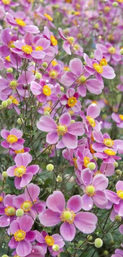 Vibrant pink flowers with yellow centers.