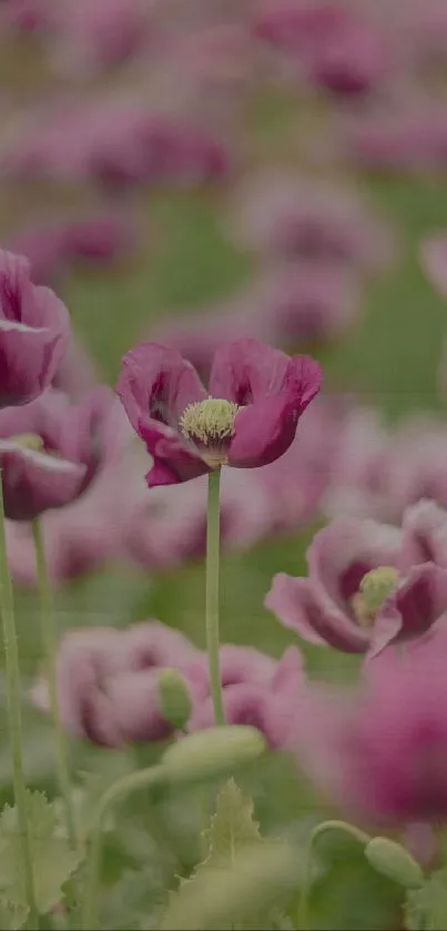 Vibrant pink poppies in green field wallpaper.