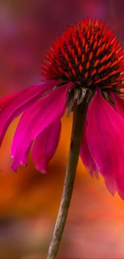 Close-up of a vibrant pink Echinacea flower with a blurred background.