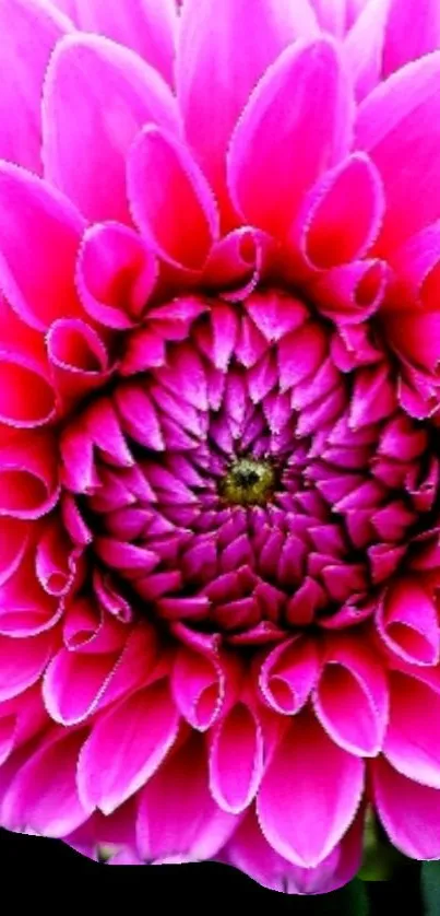 Vibrant pink flower wallpaper with detailed petals.