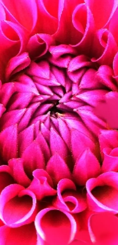 Close-up of a vibrant pink flower with detailed petals.