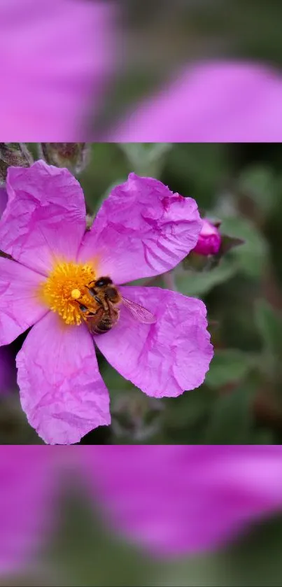 Vibrant pink flower with a bee in the center on a mobile wallpaper.