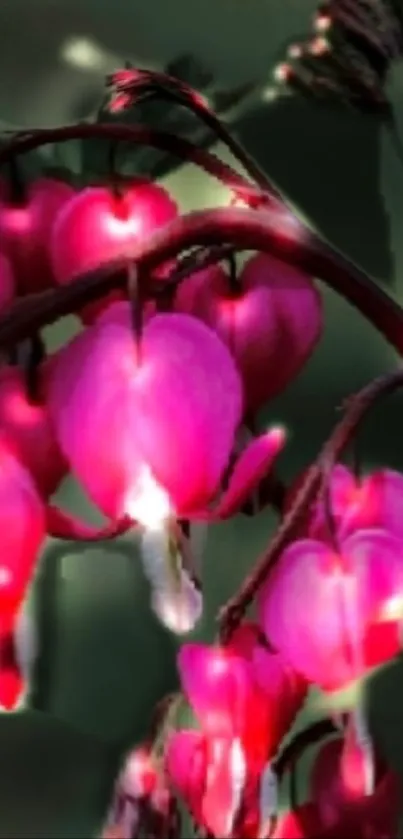 Pink flowers with dark green leaves on a vibrant phone wallpaper.