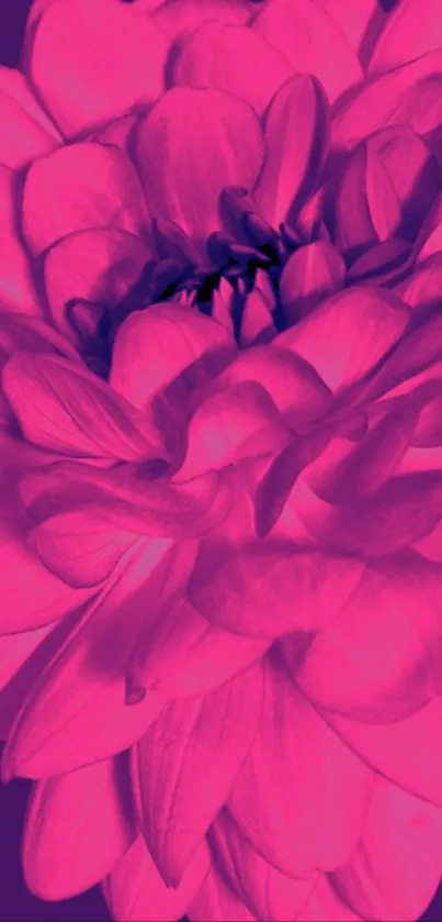 Vibrant pink flower mobile wallpaper.