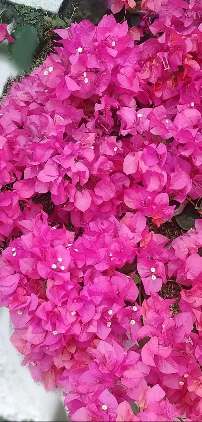 Bright pink bougainvillea flowers in full bloom.