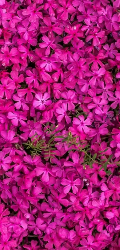 Vibrant pink flowers creating a lush and lively mobile wallpaper design.