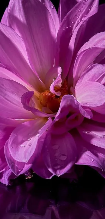 Close-up of a vibrant pink flower with water droplets on petals.