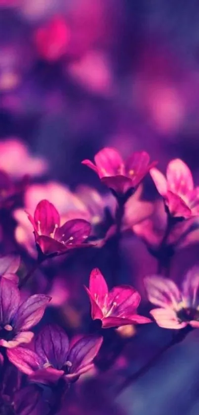 A vibrant display of pink flowers in a purple toned mobile wallpaper.