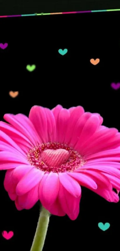 Vibrant pink flower with colorful hearts on a black background.