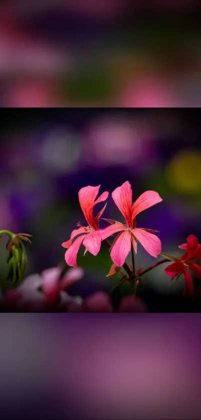 Vibrant pink flower with blurred background.