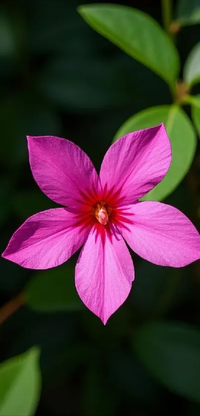 A vibrant pink flower with green leaves.