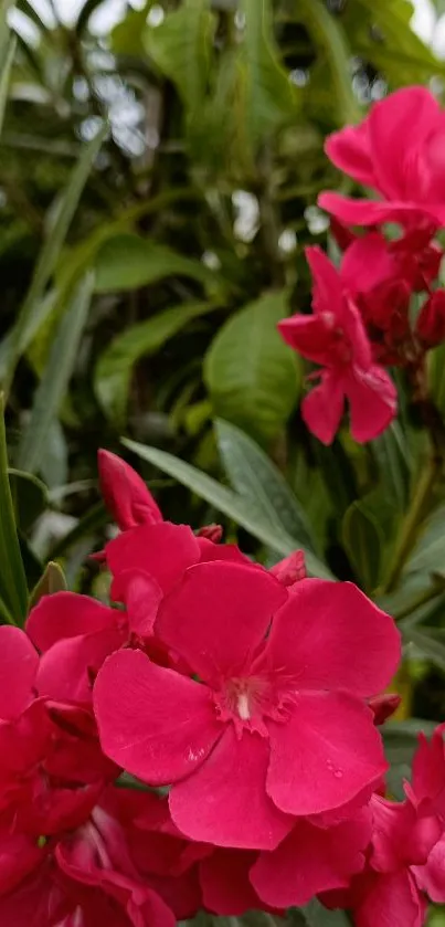 Vibrant pink flowers with lush green leaves.