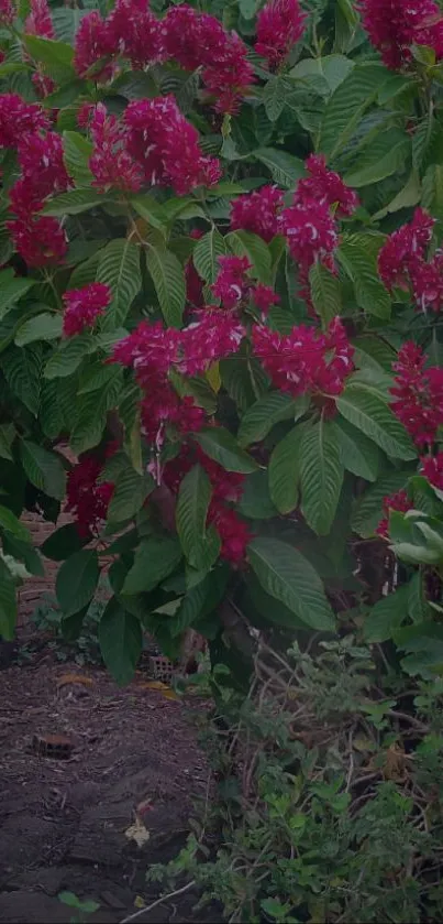 Vibrant pink flowers with lush green leaves wallpaper.