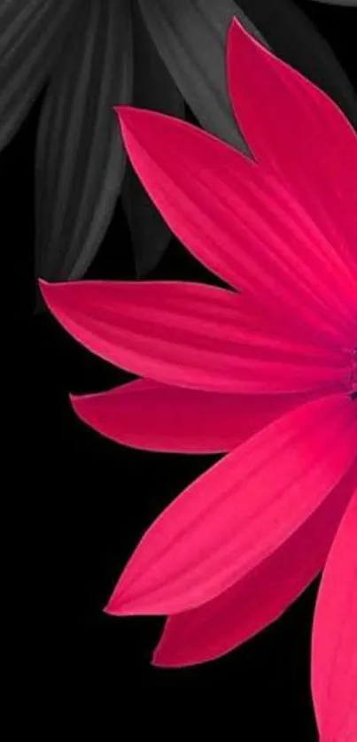 Vibrant pink flower with black petals on wallpaper.