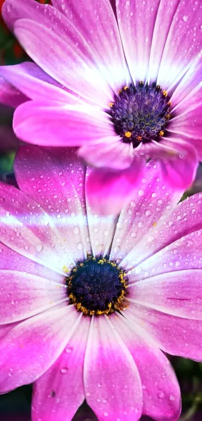 Two vibrant pink flowers with dew drops, perfect for a mobile wallpaper.