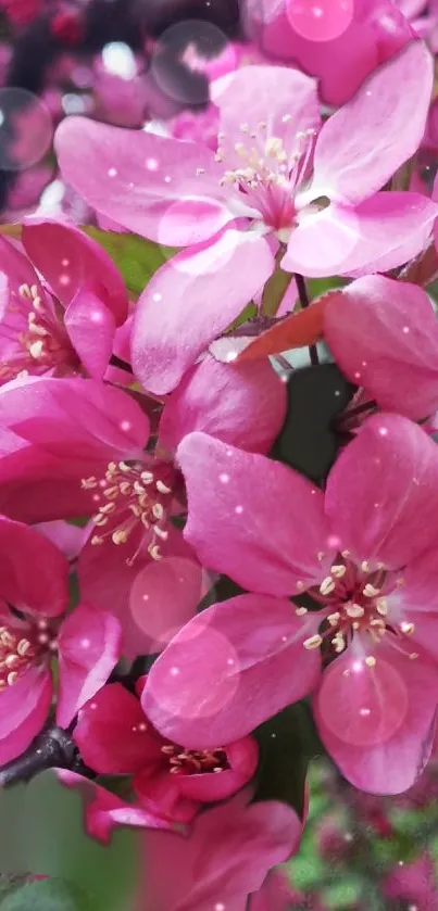 Vibrant close-up of pink flowers in bloom.