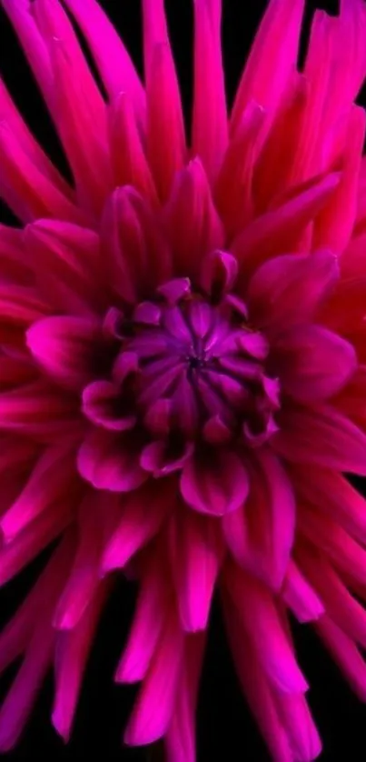 Vibrant pink flower with dark background.