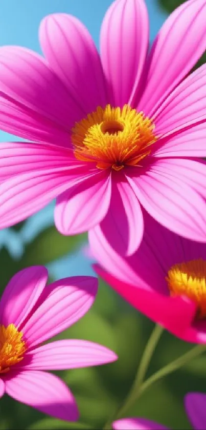 Vibrant pink flowers with yellow centers on a vibrant background.