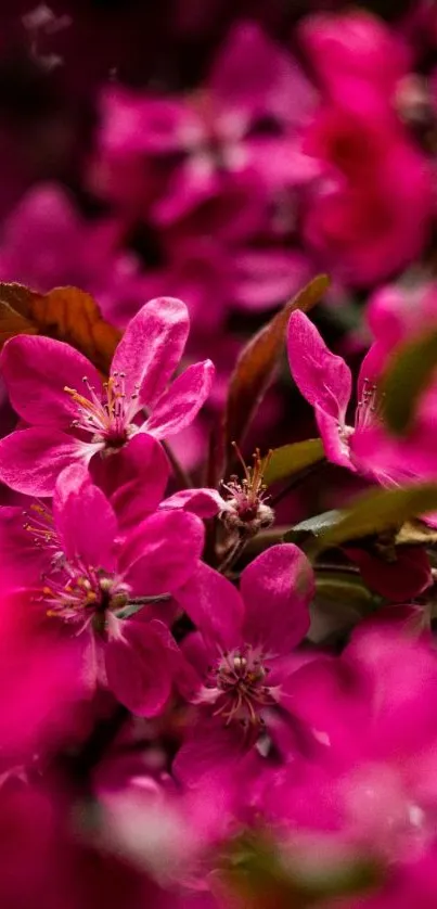 Vibrant pink flower petals in full bloom wallpaper.