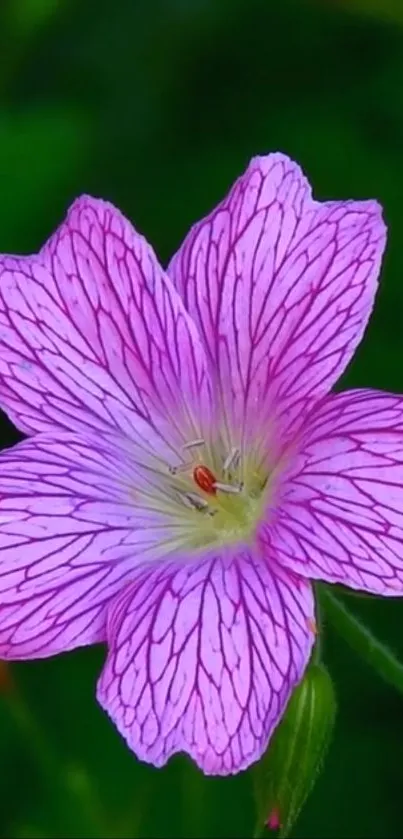 A vibrant pink flower blooms against a dark green background.