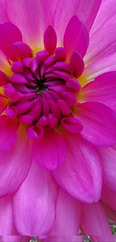 Vibrant pink dahlia flower with rich magenta petals.