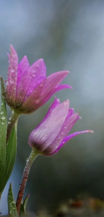 Close-up of pink flowers with dewdrops against blurred background.