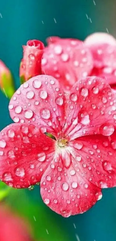 Vibrant pink flower with dewdrops on petals, perfect for mobile wallpaper.