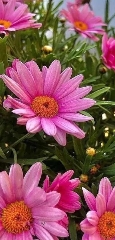 Close-up of vibrant pink flowers with green leaves.