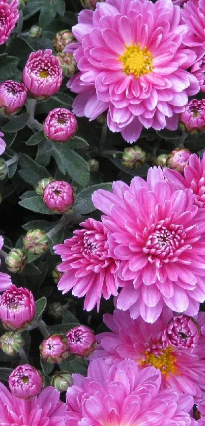 Lush pink flowers wallpaper with vibrant blooms and green foliage.