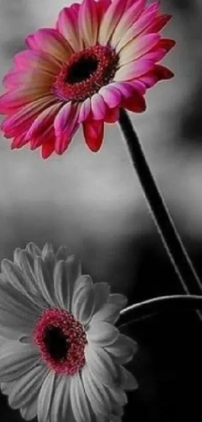 Pink and monochrome flowers on a mobile wallpaper.