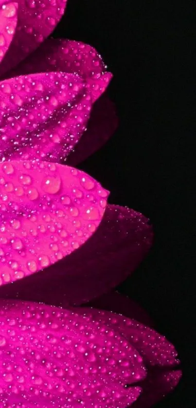 Vibrant pink flower with dewdrops against dark background wallpaper.