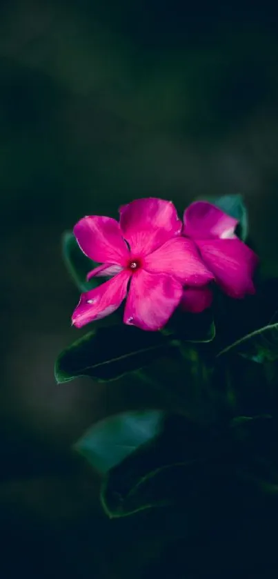 A vibrant pink flower stands out against a dark green background in this beautiful wallpaper.