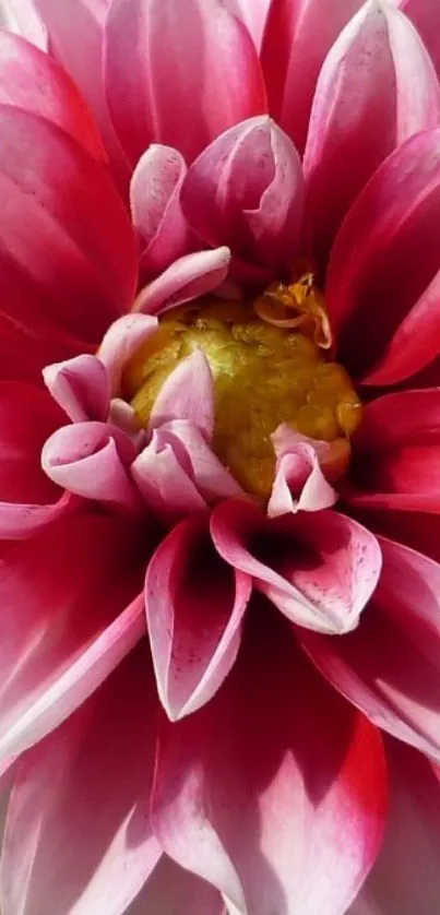 Close-up of a vibrant pink flower with detailed petals.