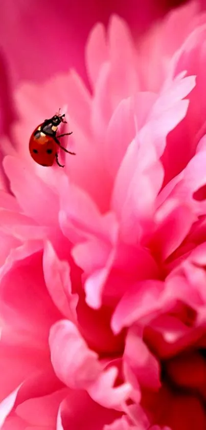 Vibrant pink flower with ladybug on petal for mobile wallpaper.