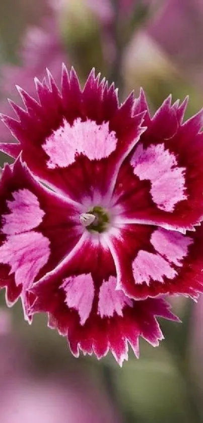 Vibrant pink flower with intricate petals on a wallpaper.