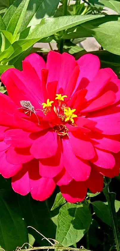 Vibrant pink flower with green leaves in sunlight.