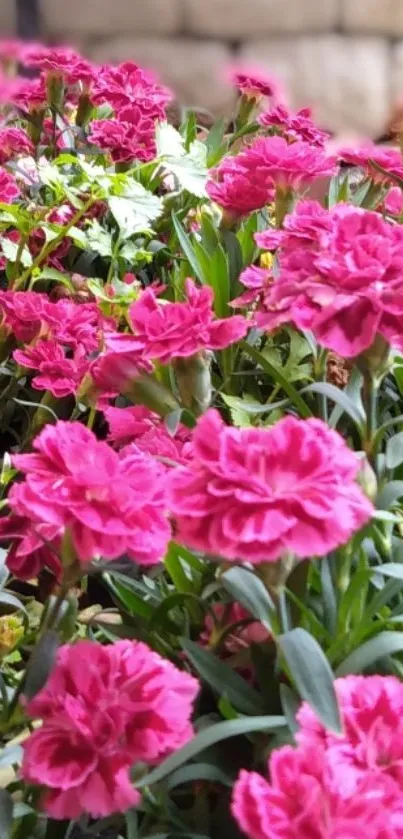 Vibrant pink flowers with green leaves in a garden setting.