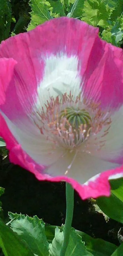 Vibrant pink flower with green leaves background.