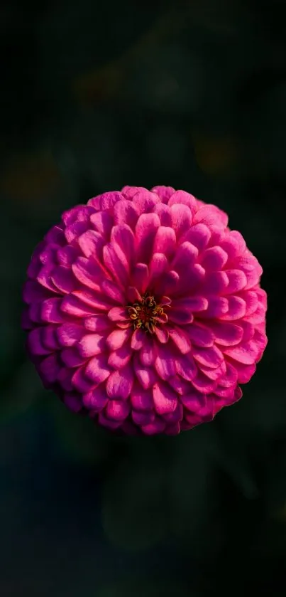 Vibrant pink flower on a dark green background, perfect for mobile wallpaper.