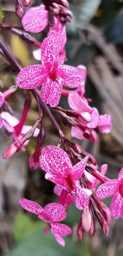 Vibrant pink flower with lush green background.