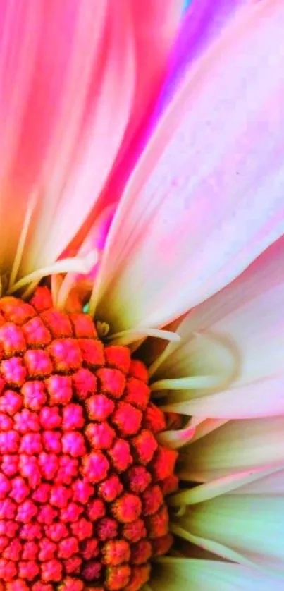 Bright pink flower petals close-up wallpaper.