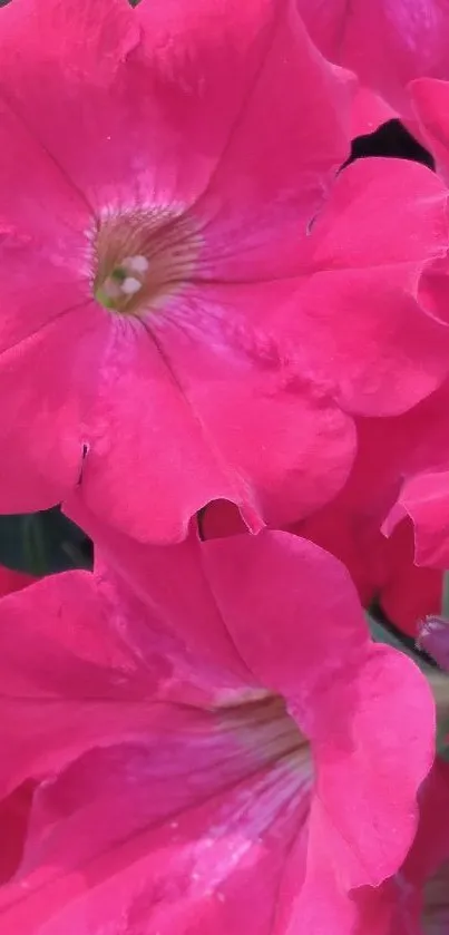 Vibrant pink petunia flower wallpaper with rich colors.