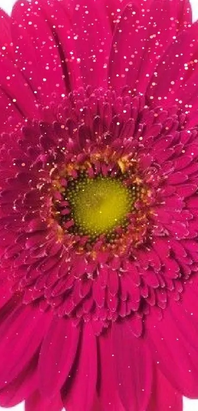 Bright fuchsia pink flower with yellow center on white background.