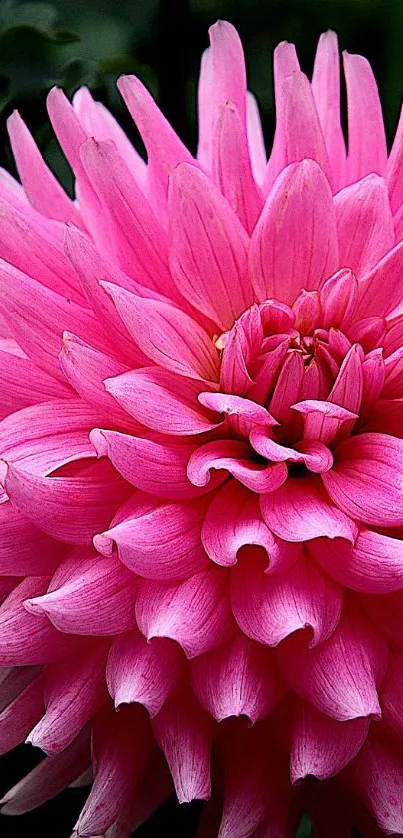 Bright pink flower with layered petals on a dark green background.