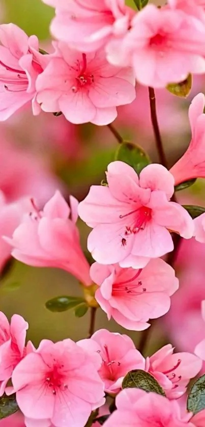 Vibrant pink flowers blooming in nature.