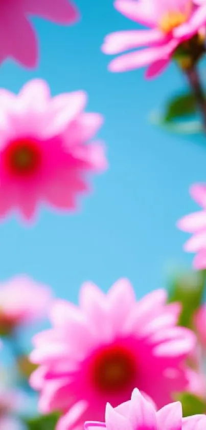 Bright pink flowers with blue sky background.