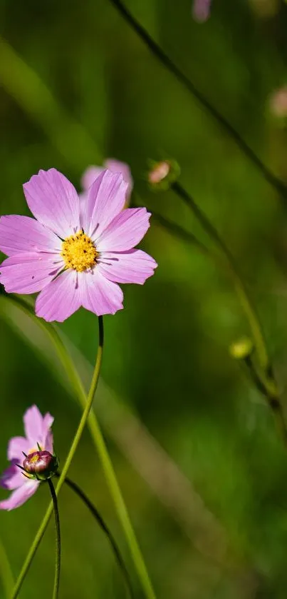 Serene pink flowers in a lush green field wallpaper.