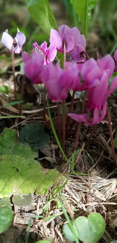 Vibrant pink cyclamen flowers in a garden setting.